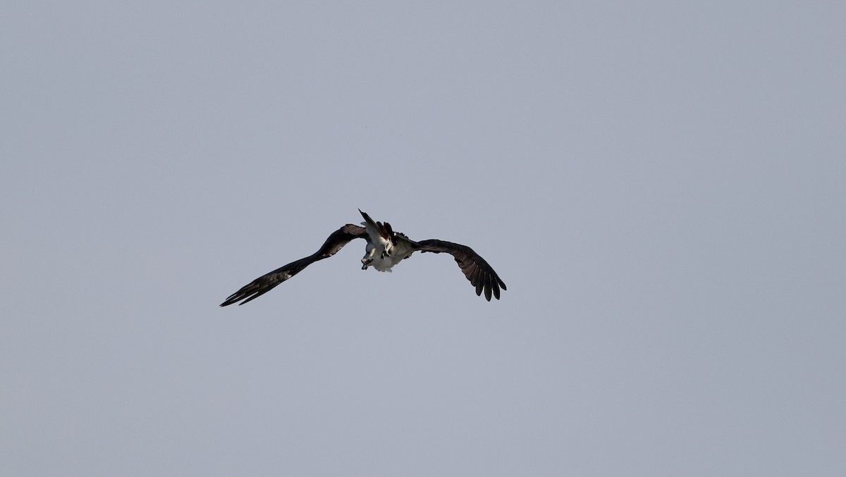 Osprey (carolinensis) - Jay McGowan