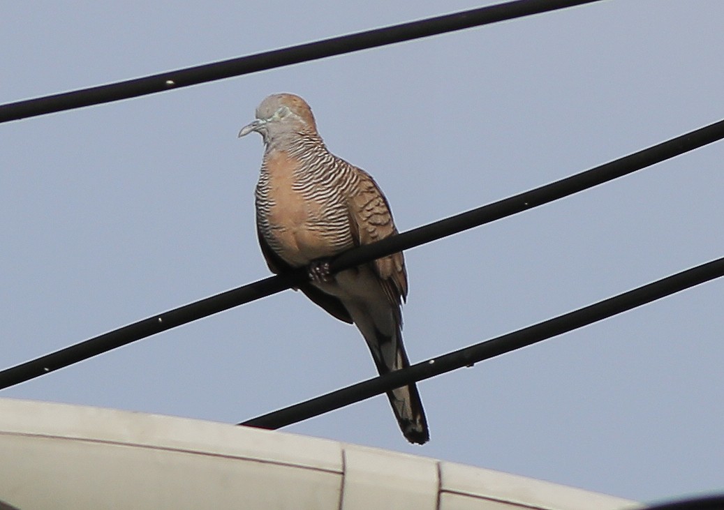 Zebra Dove - ML555392981