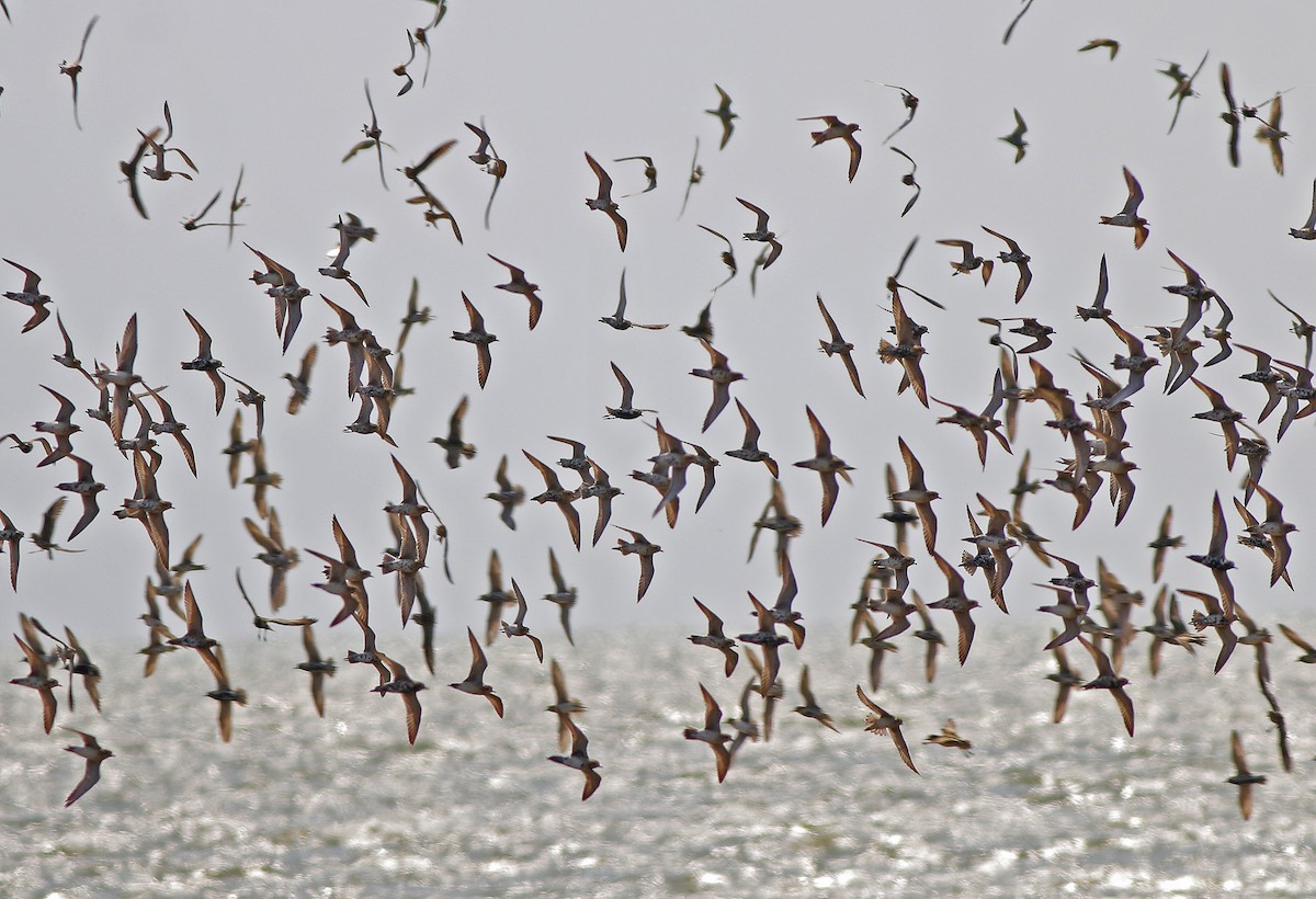 Pacific Golden-Plover - ML555393241