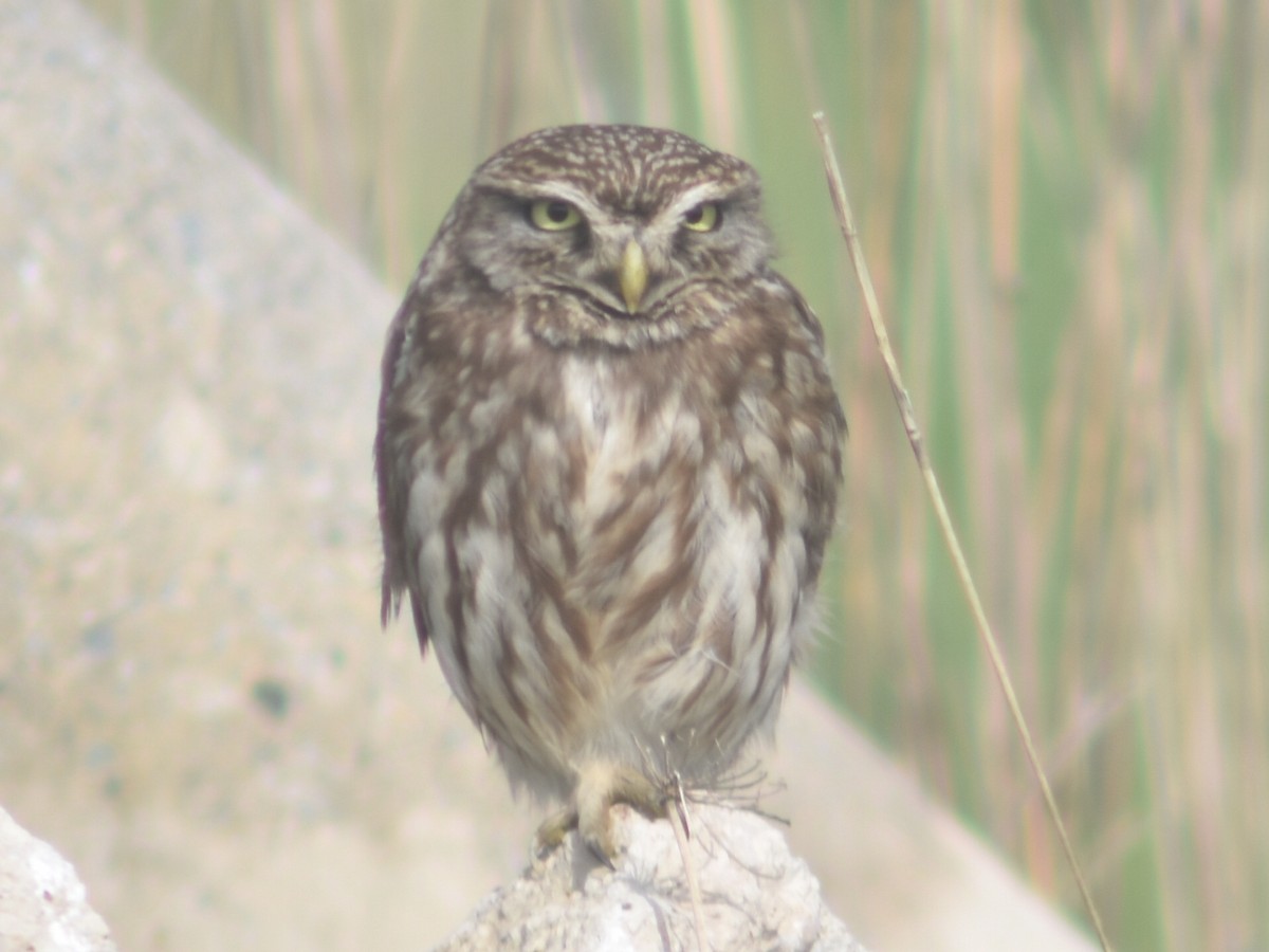 Little Owl - ML555396481