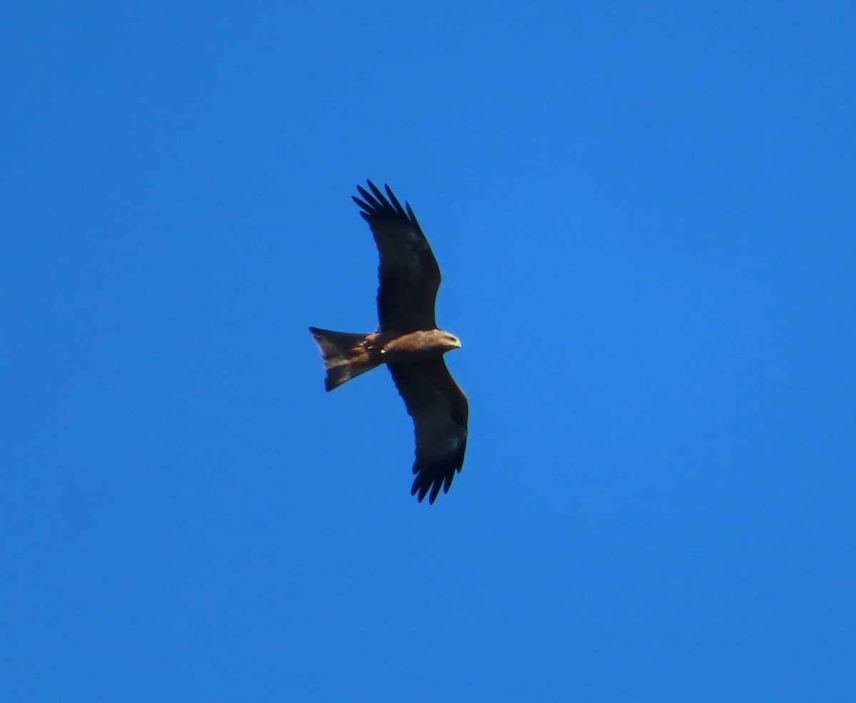 黑鳶 - ML555397411