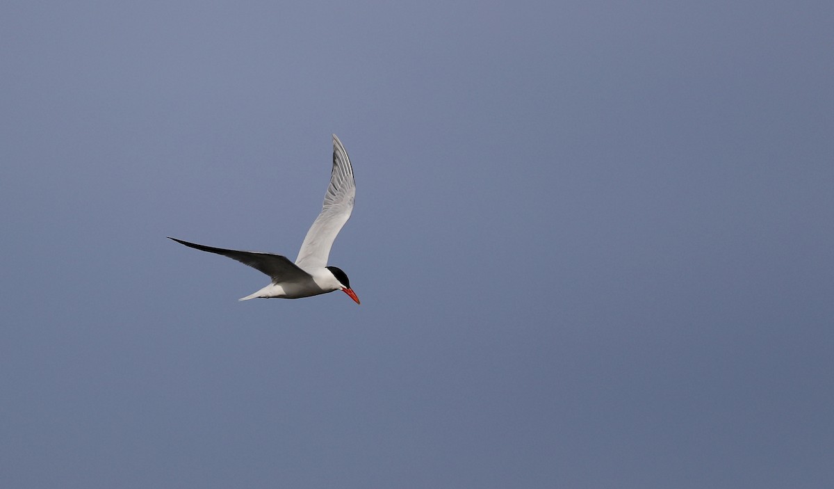 Caspian Tern - ML55539751