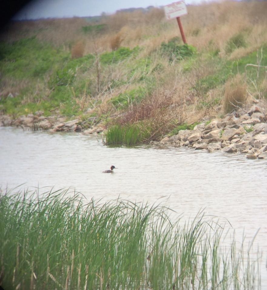 Red-breasted Merganser - ML55539791