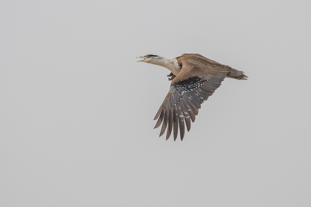 Great Indian Bustard - Ramit Singal