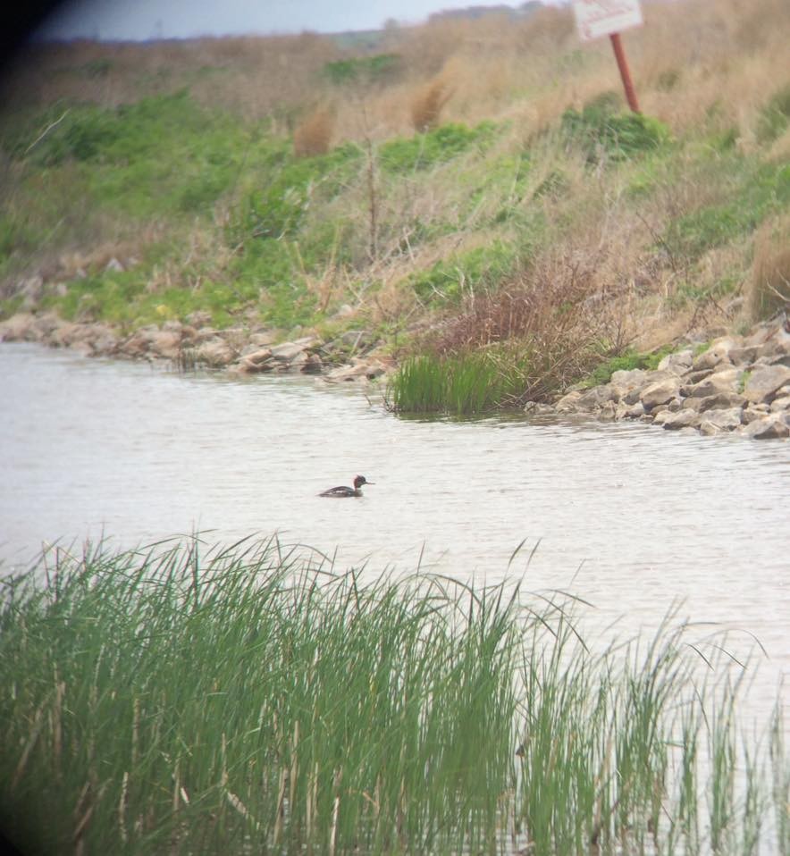 Red-breasted Merganser - ML55539801