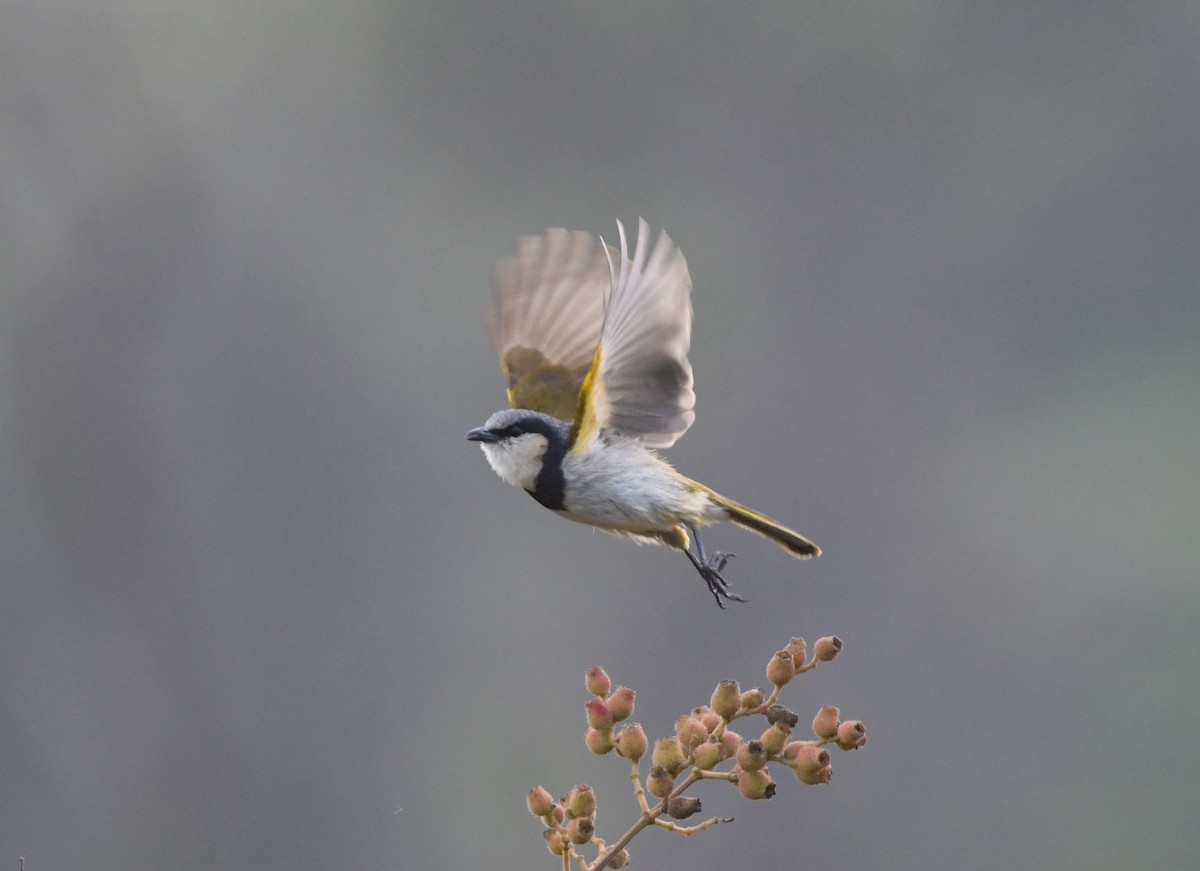 Black-collared Bulbul - ML555400161