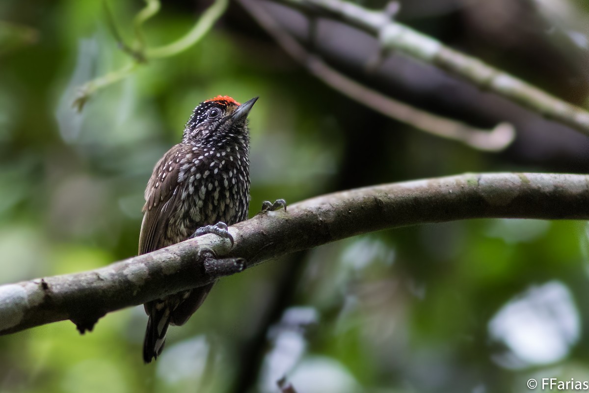 White-wedged Piculet - Fernando Farias