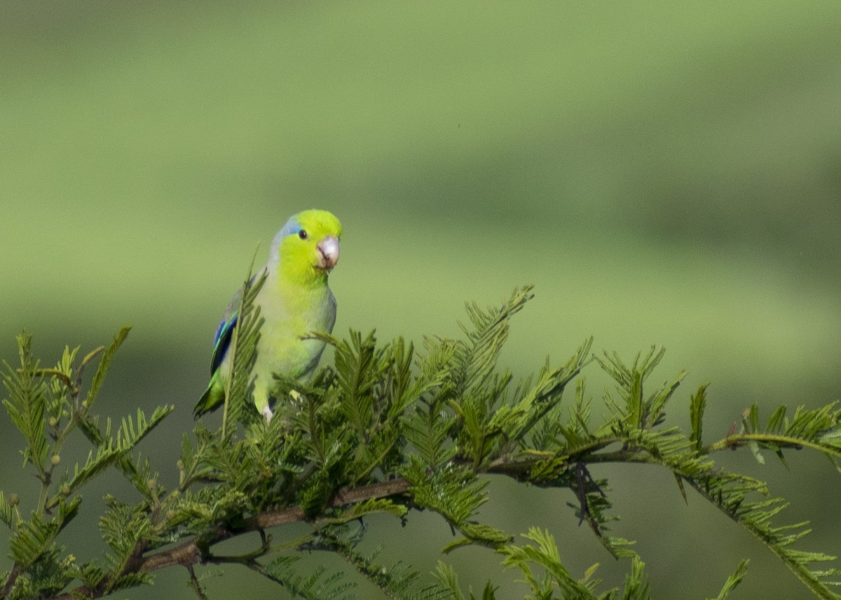 Pacific Parrotlet - ML555401221