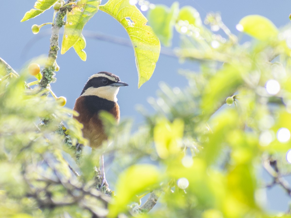 Elegant Crescentchest - ML555401271