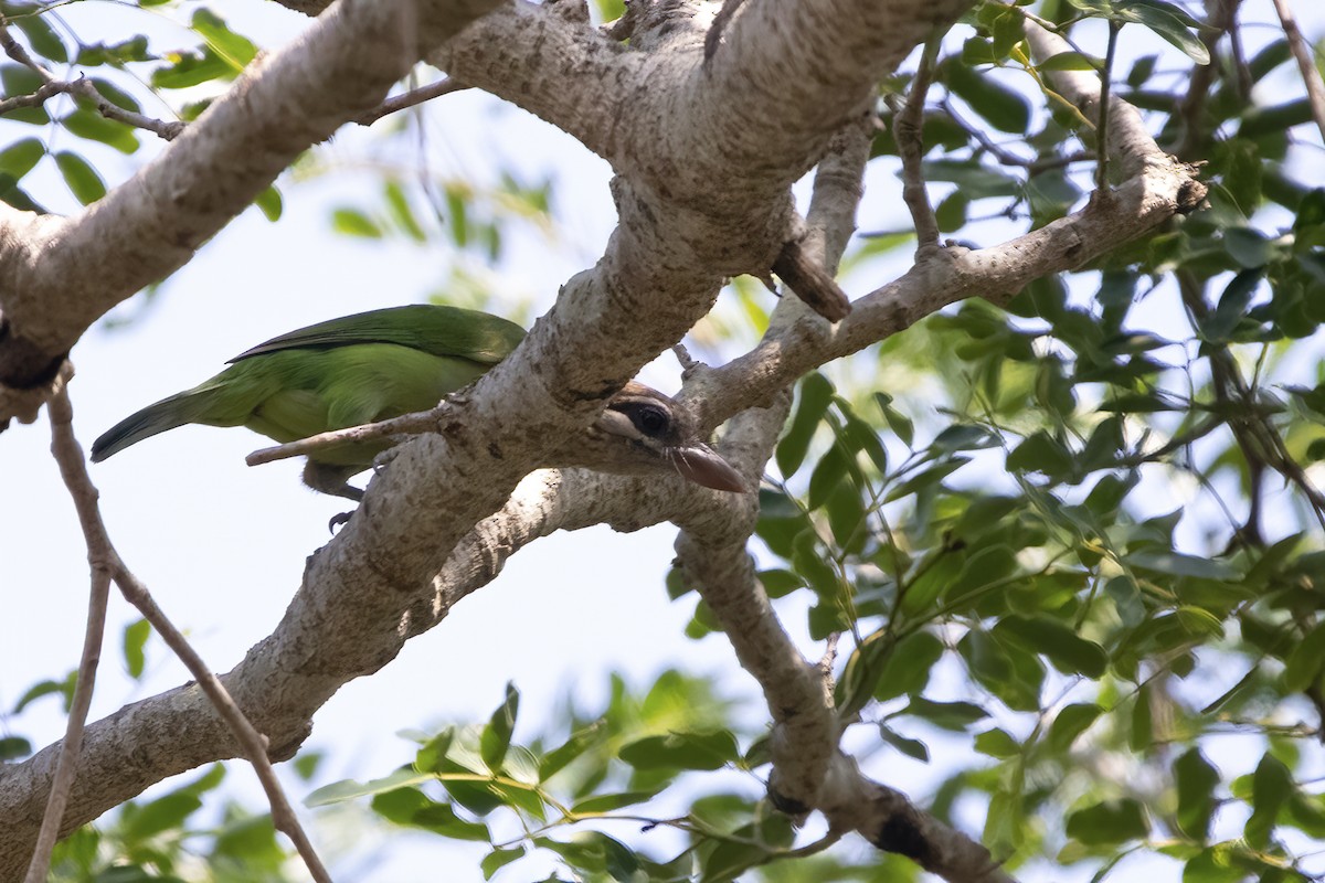 White-cheeked Barbet - ML555401521