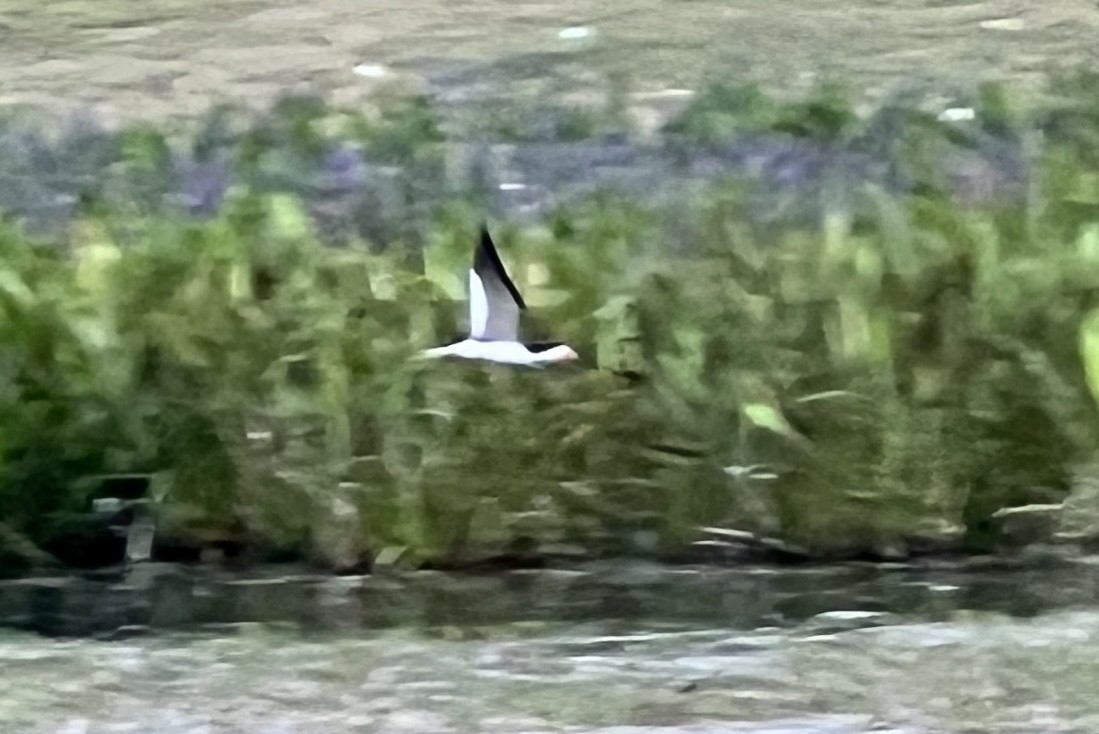 Black Skimmer - ML555401561