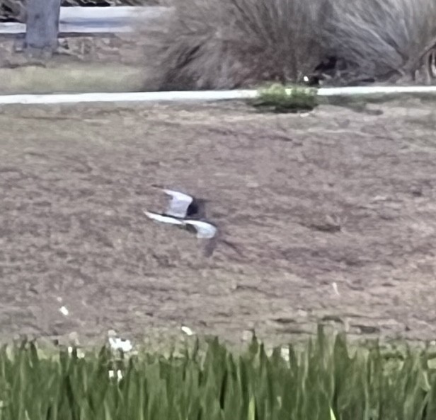 Black Skimmer - ML555401571