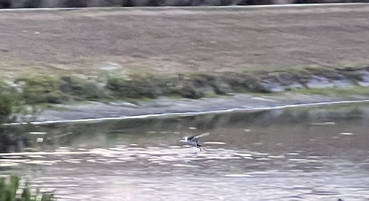 Black Skimmer - ML555401581