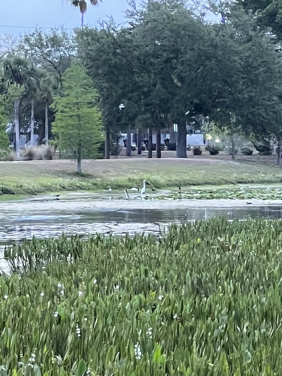 Black Skimmer - ML555401591