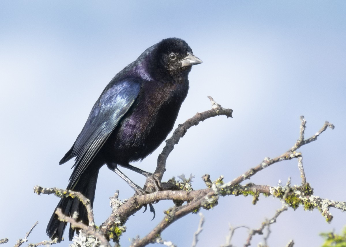 Shiny Cowbird - ML555401691