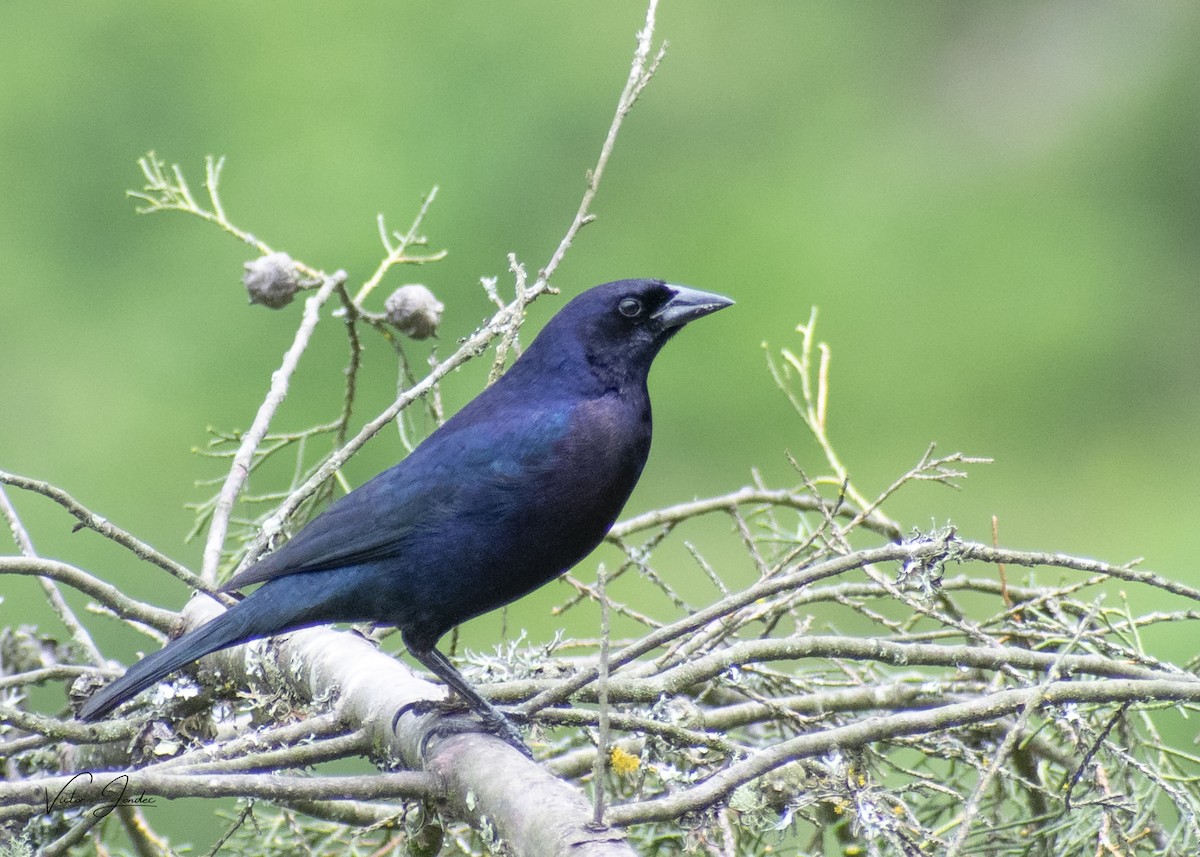 Shiny Cowbird - ML555401701