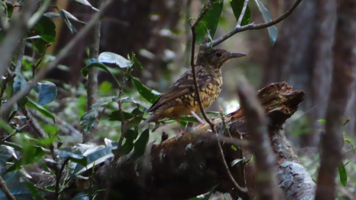 Sri Lanka Thrush - ML555402681