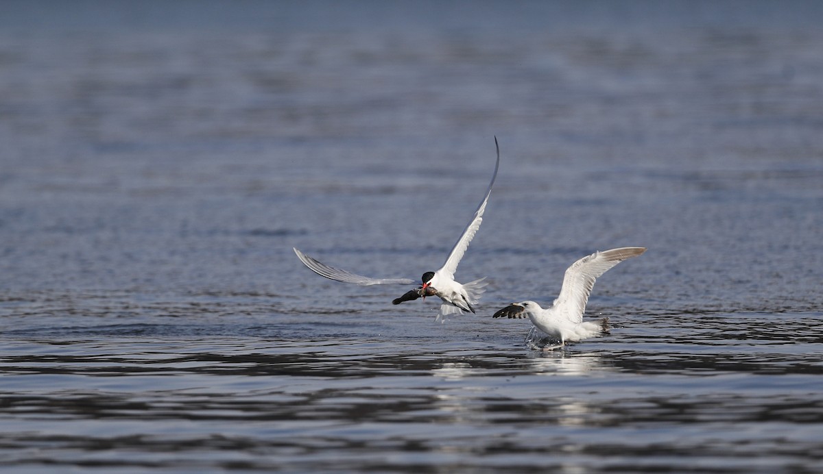 Caspian Tern - ML55540271