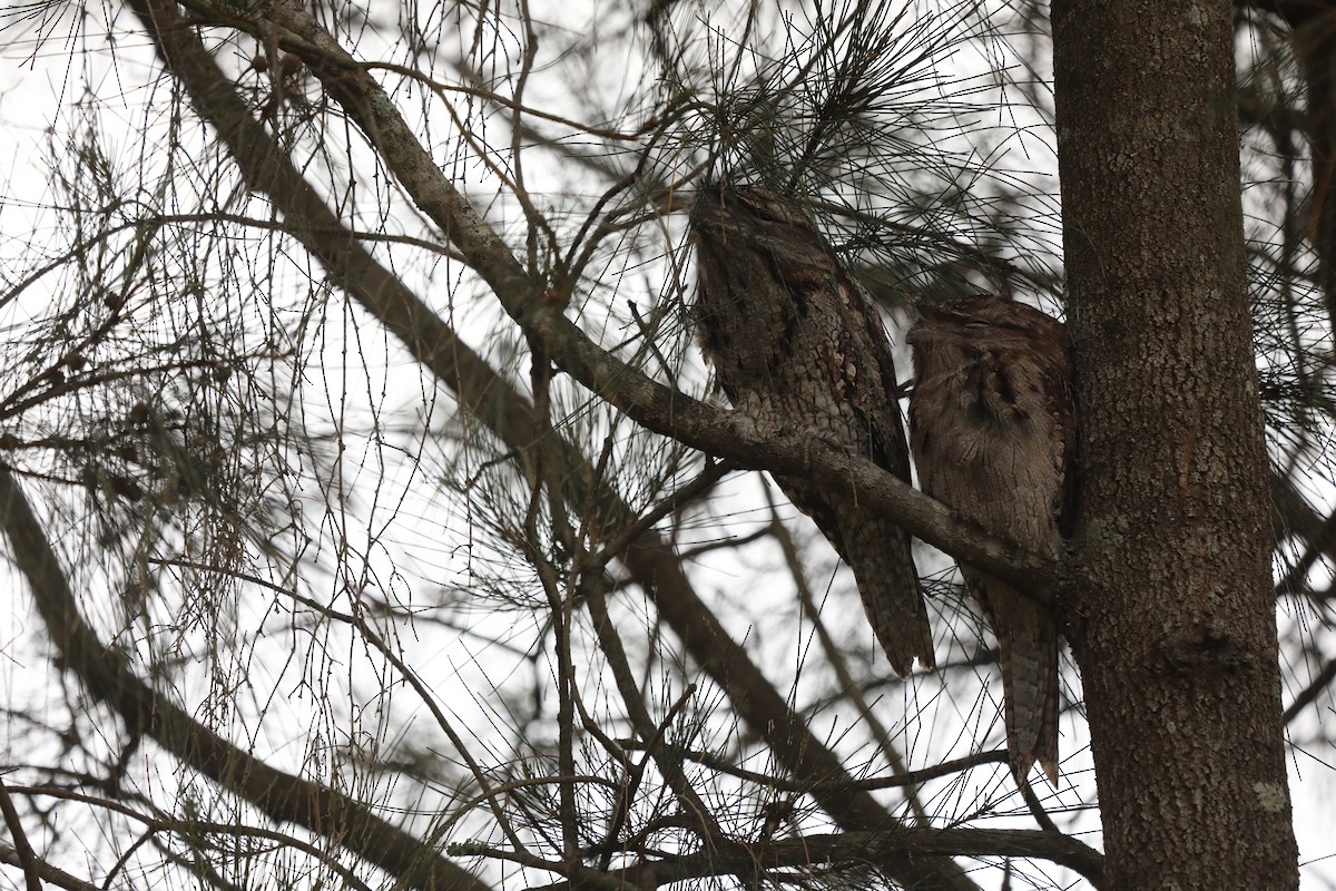 Tawny Frogmouth - ML555403151