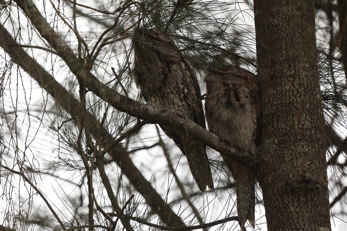 Tawny Frogmouth - ML555403251