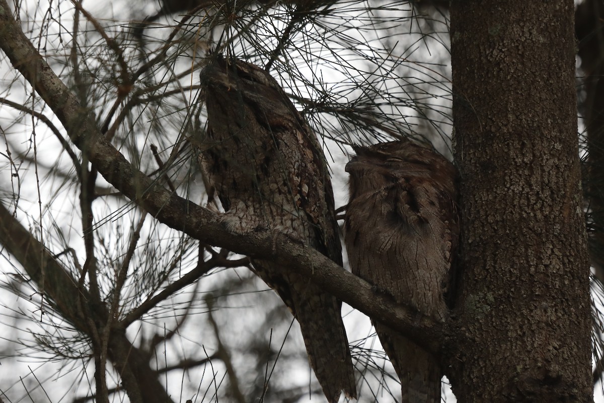 Tawny Frogmouth - ML555403511