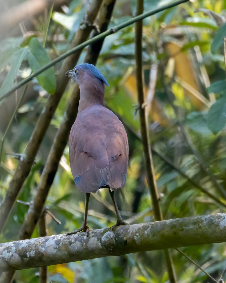 Malayan Night Heron - ML555403551