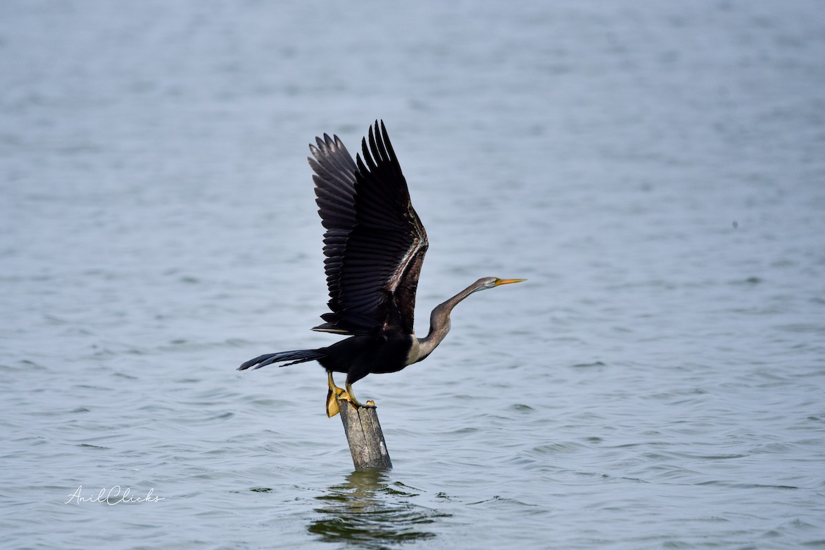 Oriental Darter - ML555404591