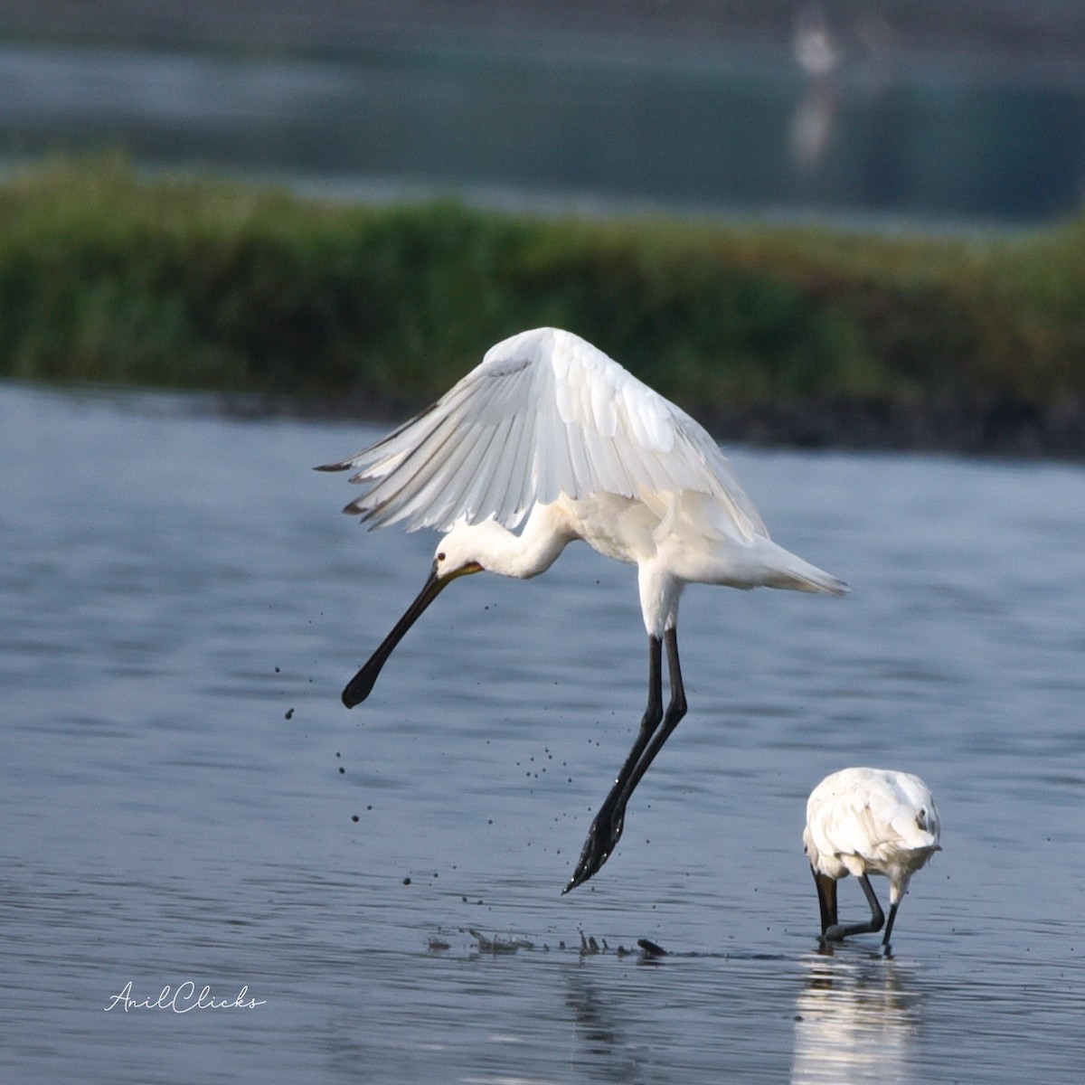 Eurasian Spoonbill - ML555404701