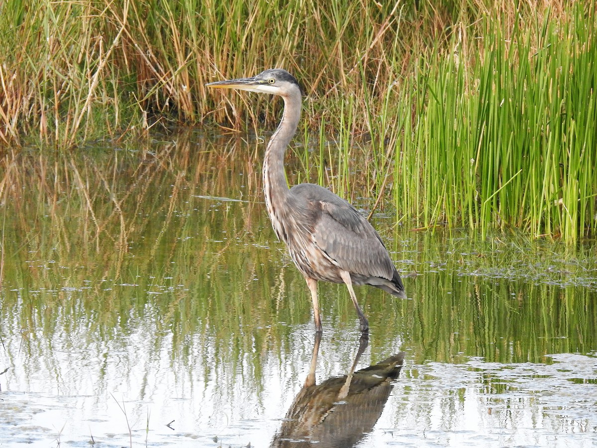 Great Blue Heron - ML555404941