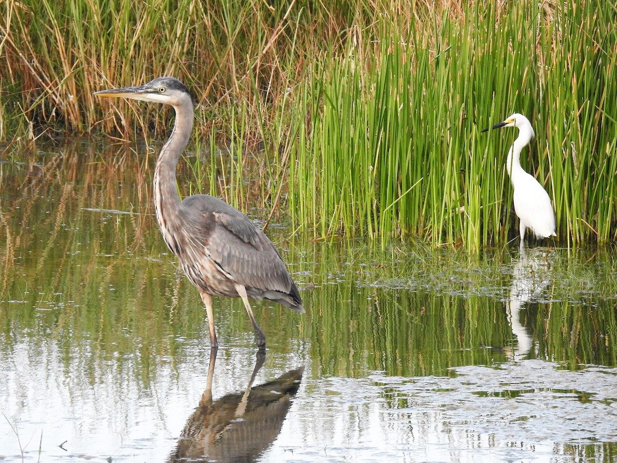 Great Blue Heron - ML555404951