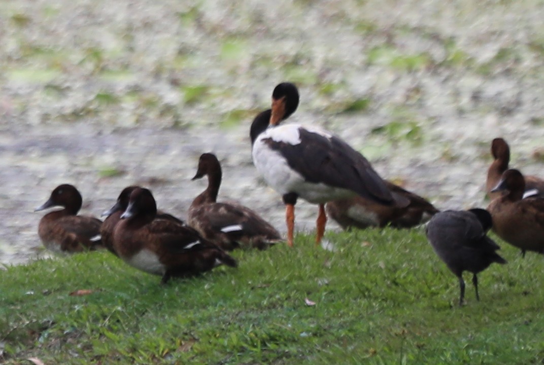 Magpie Goose - ML555404991