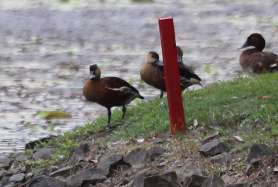 Wandering Whistling-Duck - ML555405161