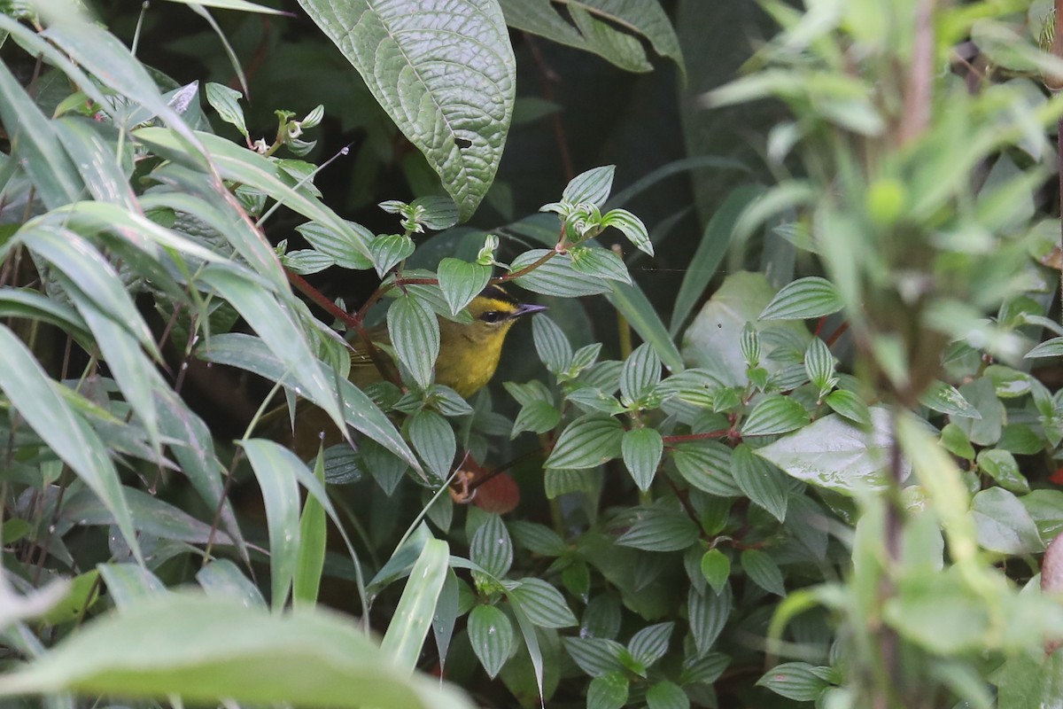 Black-crested Warbler - ML555405701