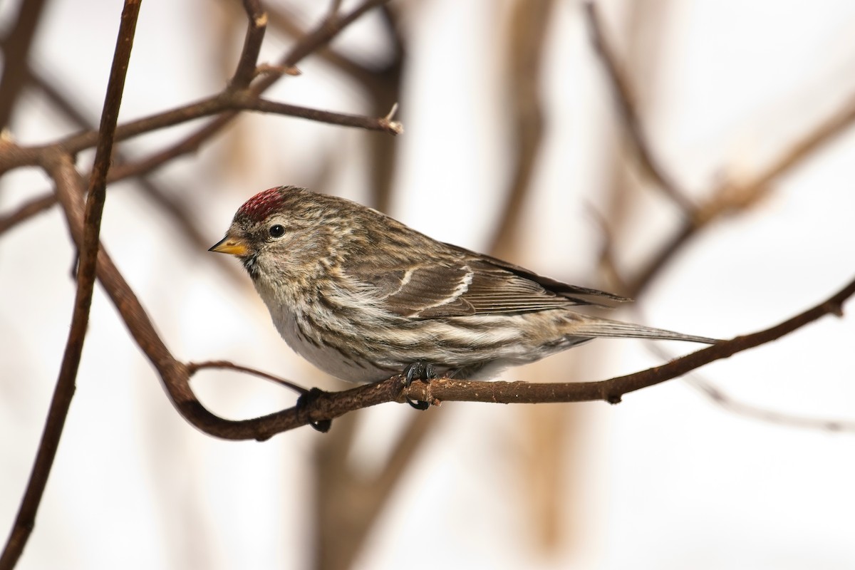 Common Redpoll - ML555405851