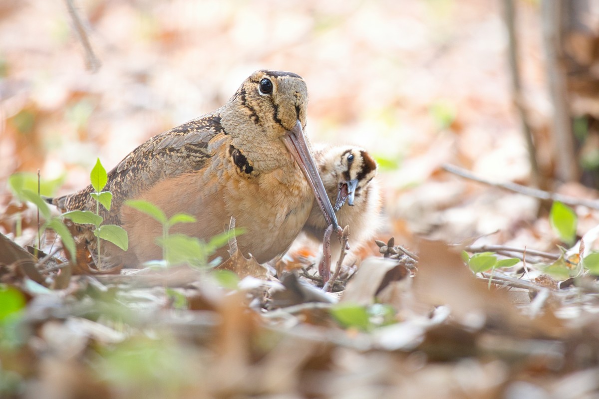 American Woodcock - ML555406771