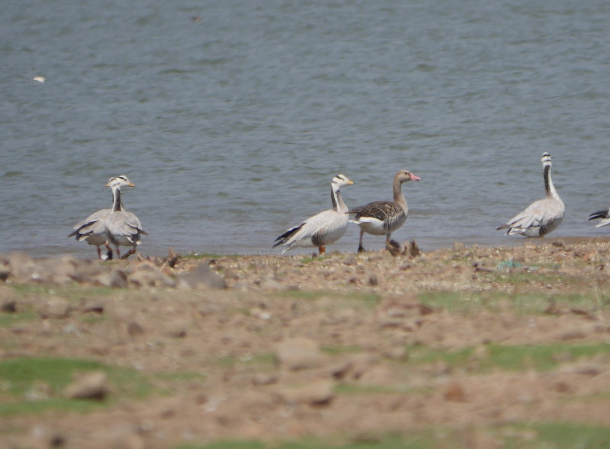 Graylag Goose - ML555407151