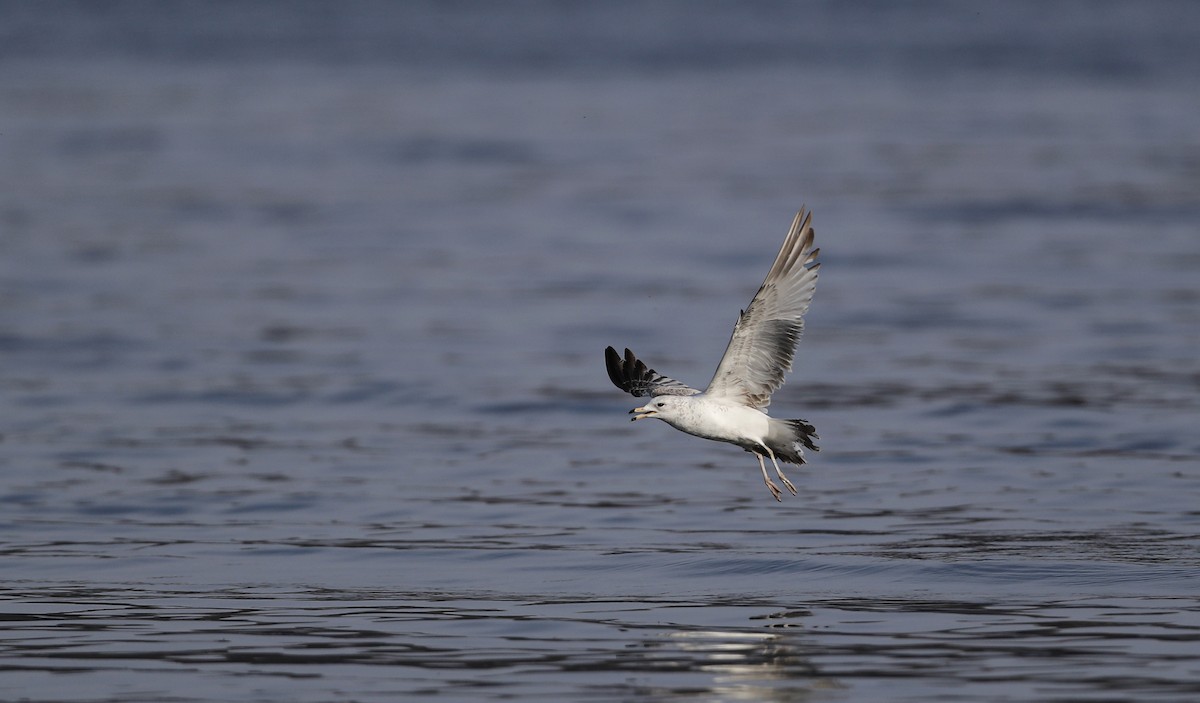 Ring-billed Gull - ML55540731