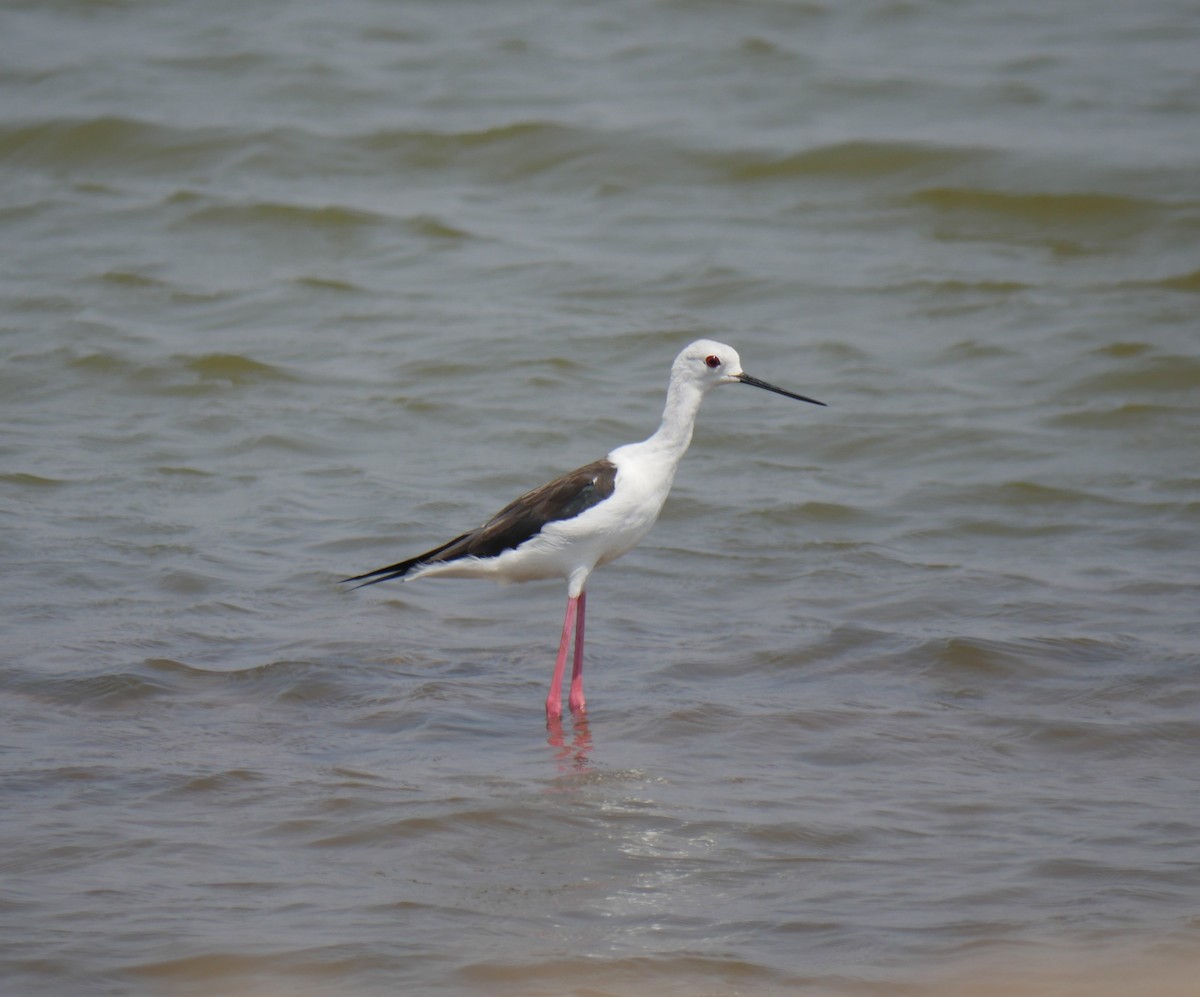 Black-winged Stilt - Praveen Bennur