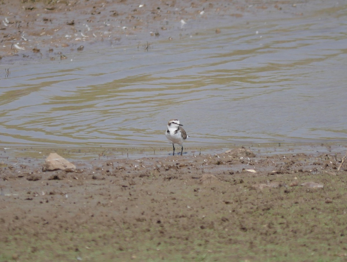 Kentish Plover - Praveen Bennur