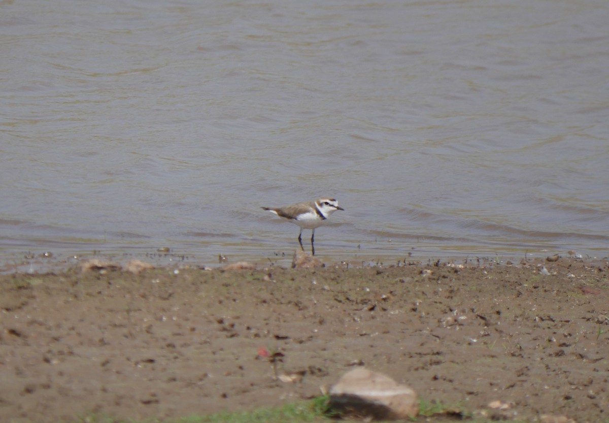 Kentish Plover - ML555407371