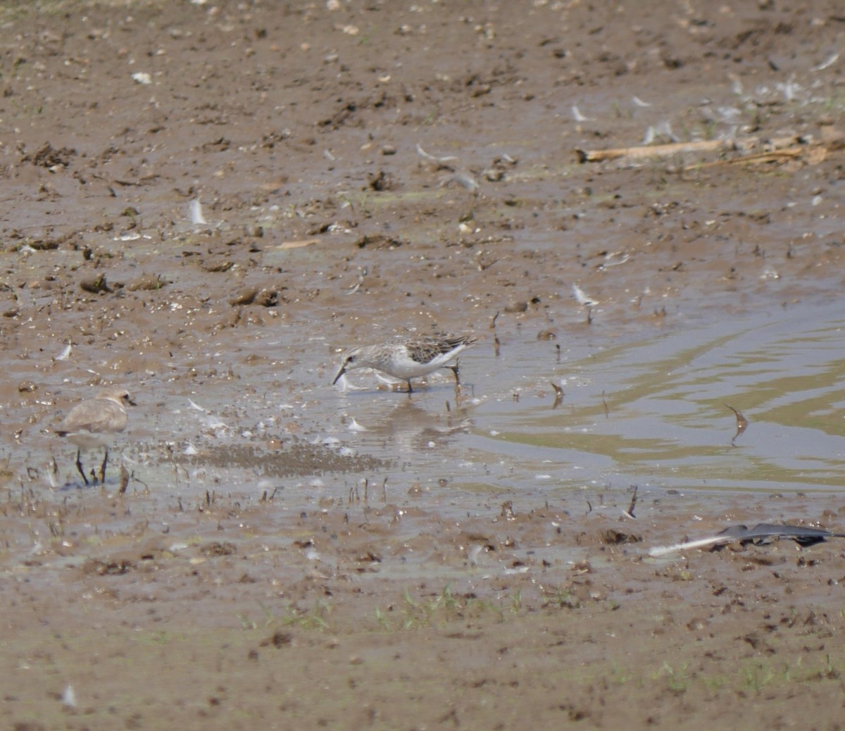 Little Stint - Praveen Bennur