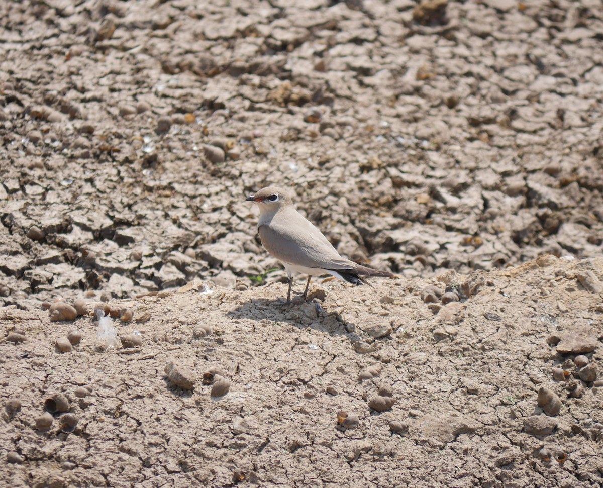 Small Pratincole - Praveen Bennur