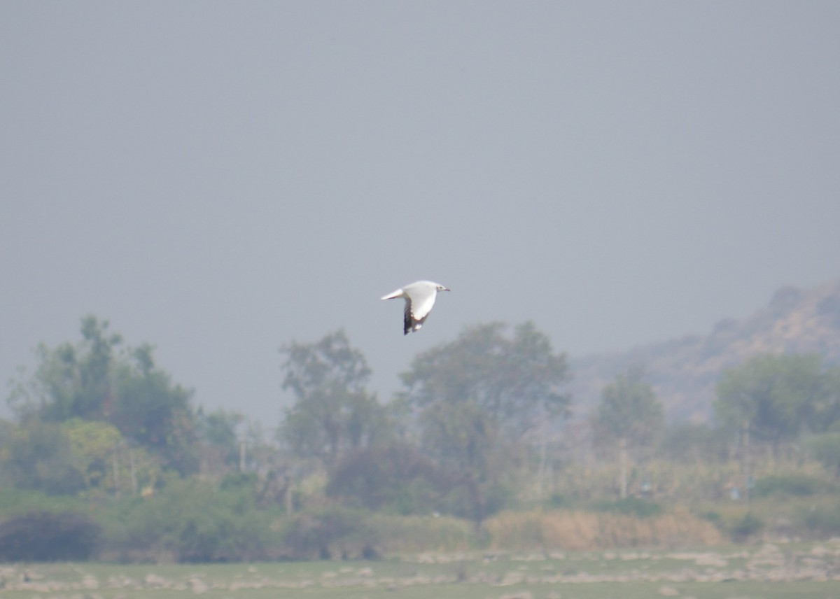 Brown-headed Gull - Praveen Bennur