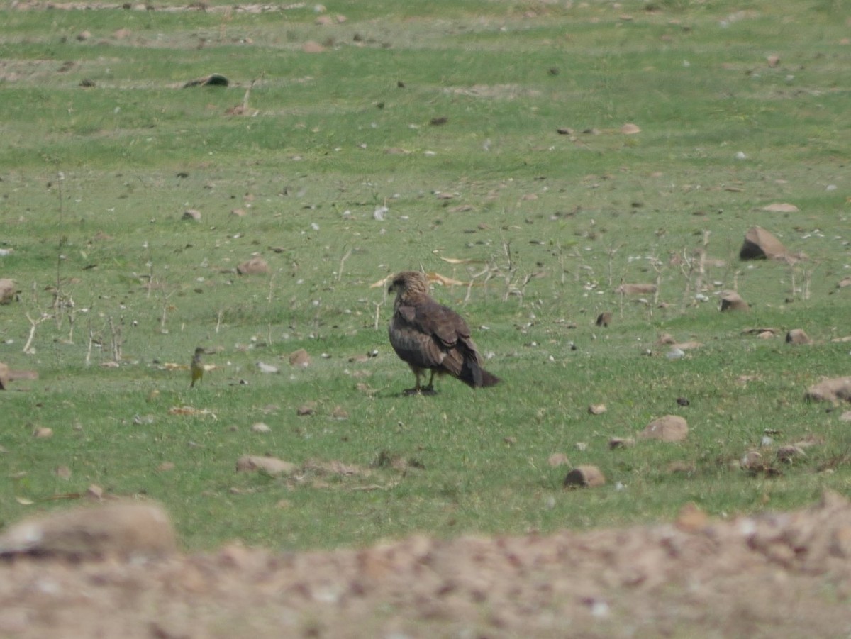 Western Marsh Harrier - Praveen Bennur