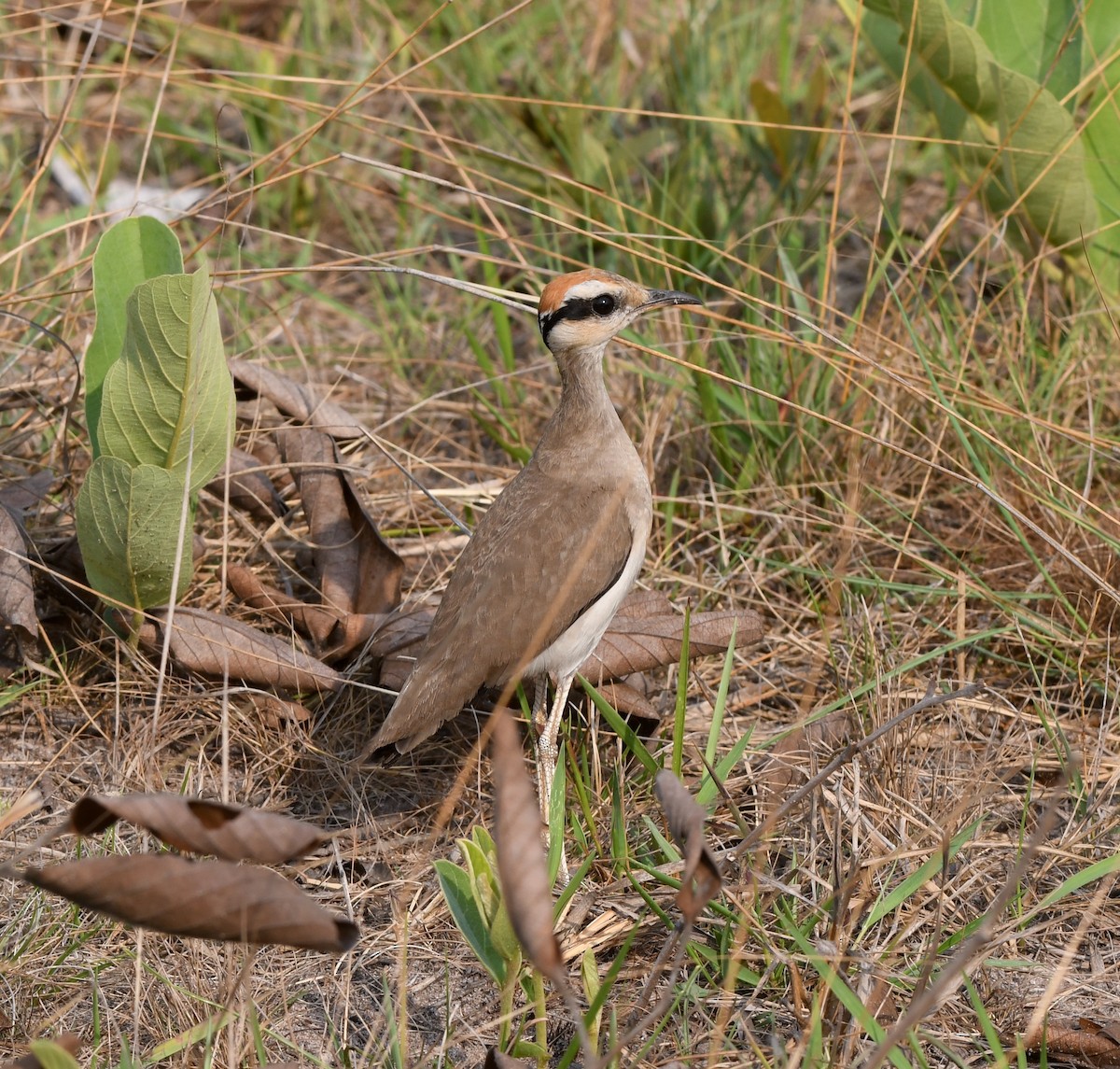 Temminck's Courser - ML555407651