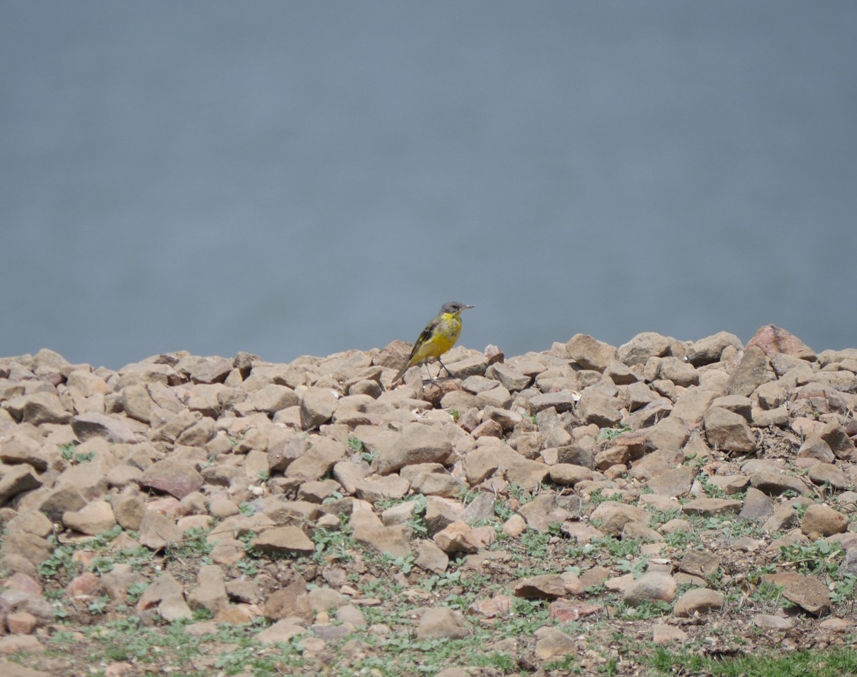 Western Yellow Wagtail - Praveen Bennur