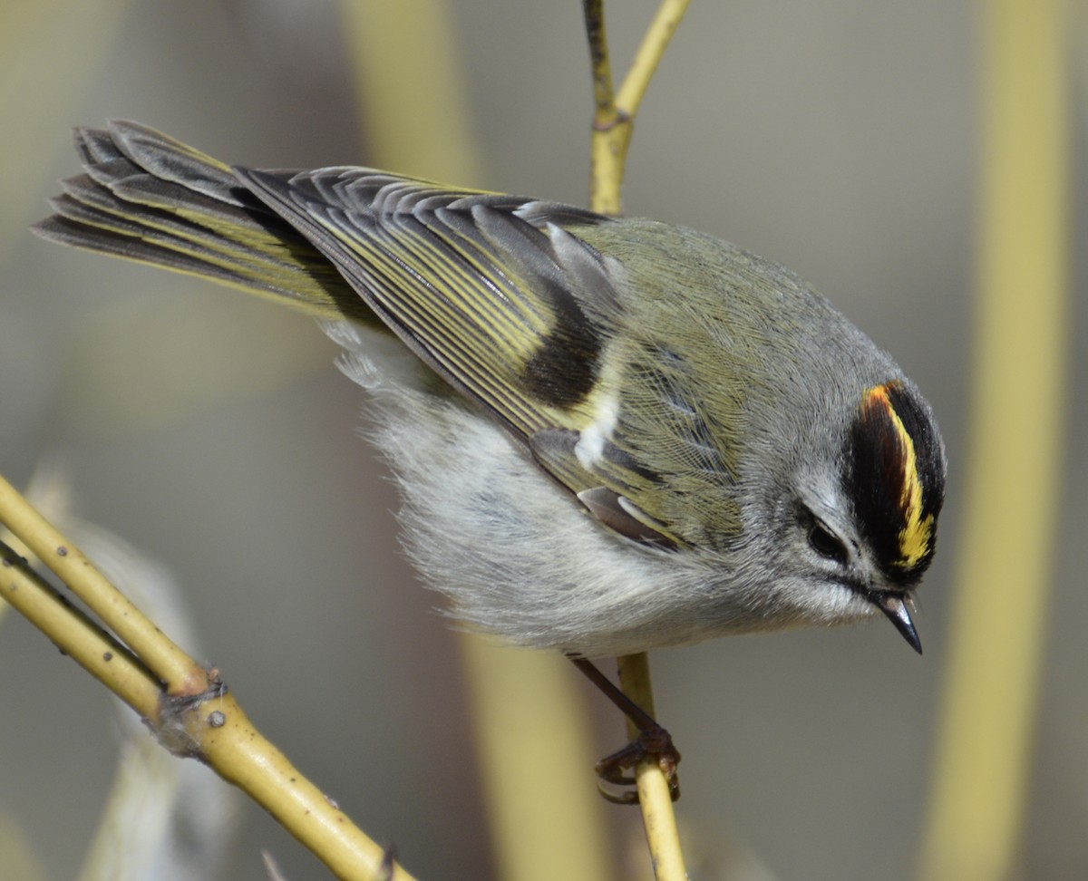 Golden-crowned Kinglet - Anthony Zerafa