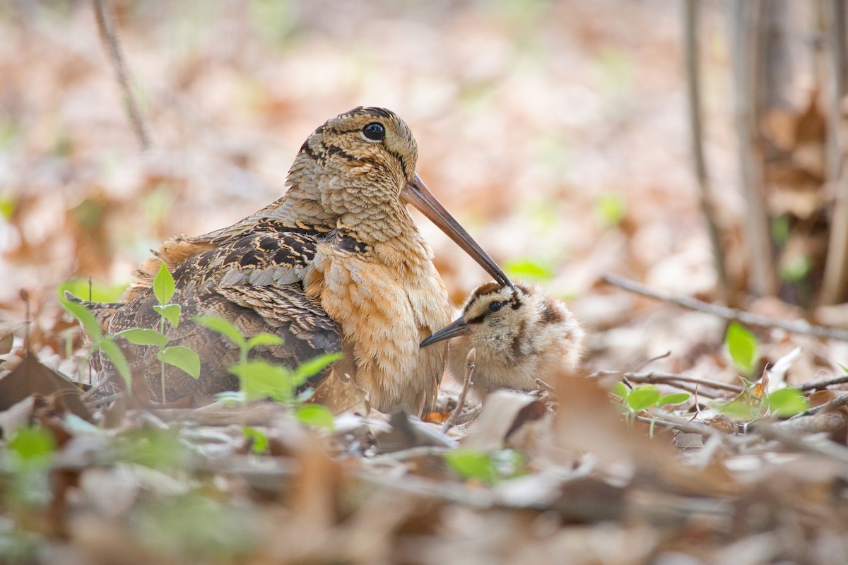 American Woodcock - ML555408361