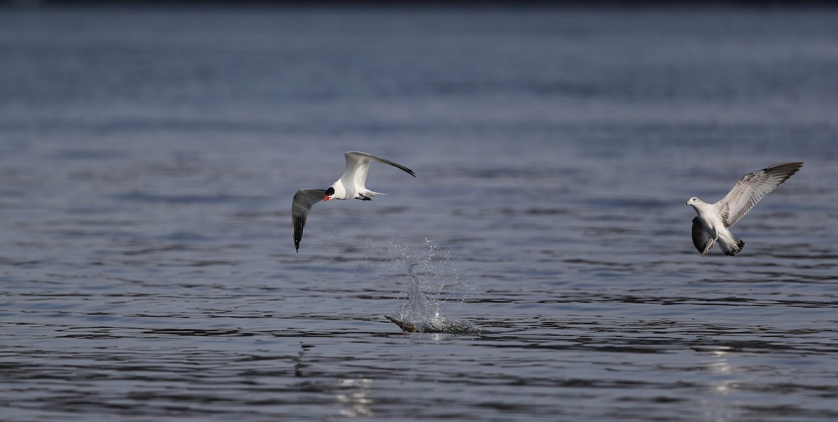 Caspian Tern - ML55540841