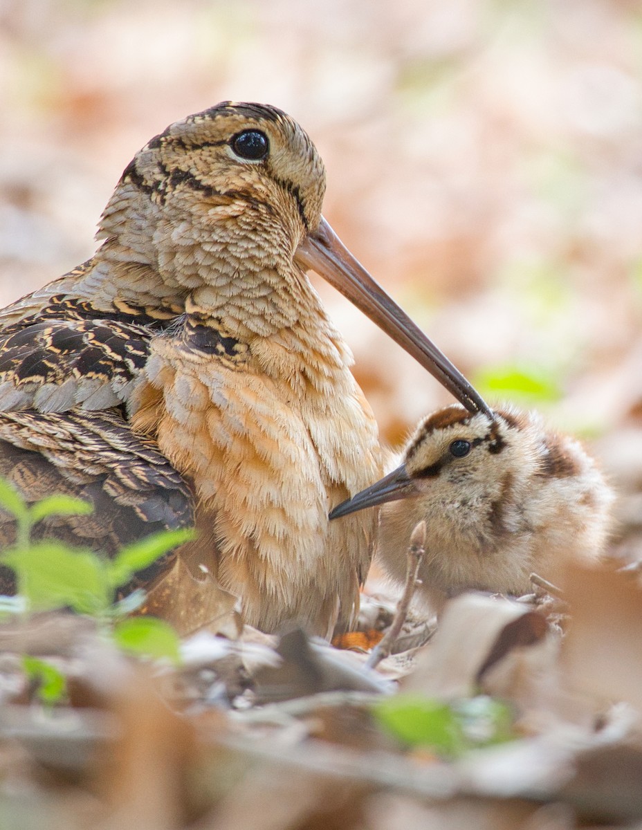 American Woodcock - ML555408971